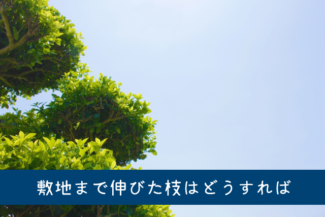 隣から木の枝が伸びてきたら切っちゃっていいの？