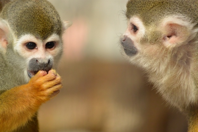 賃貸マンションでは小動物も飼えないの？